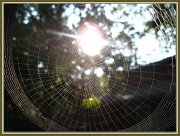 9th Jul 2011 - Eency Weency Spider Web