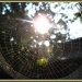 Eency Weency Spider Web by olivetreeann