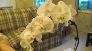 9th Jul 2011 - New orchid