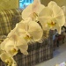 New orchid by kchuk
