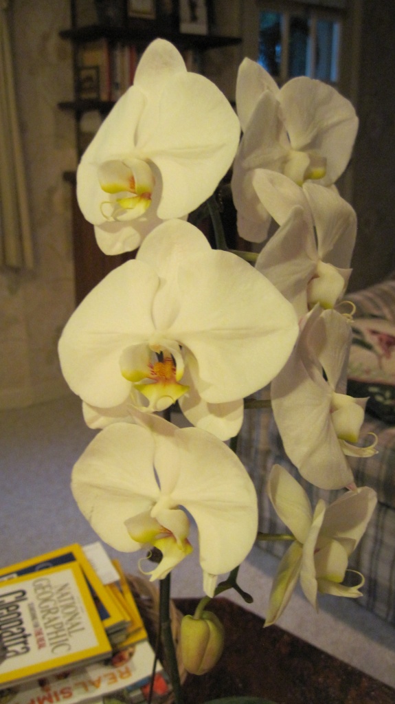 New orchid by kchuk