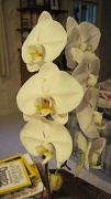 8th Jul 2011 - New orchid