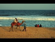 11th Jul 2011 - Beach Camel