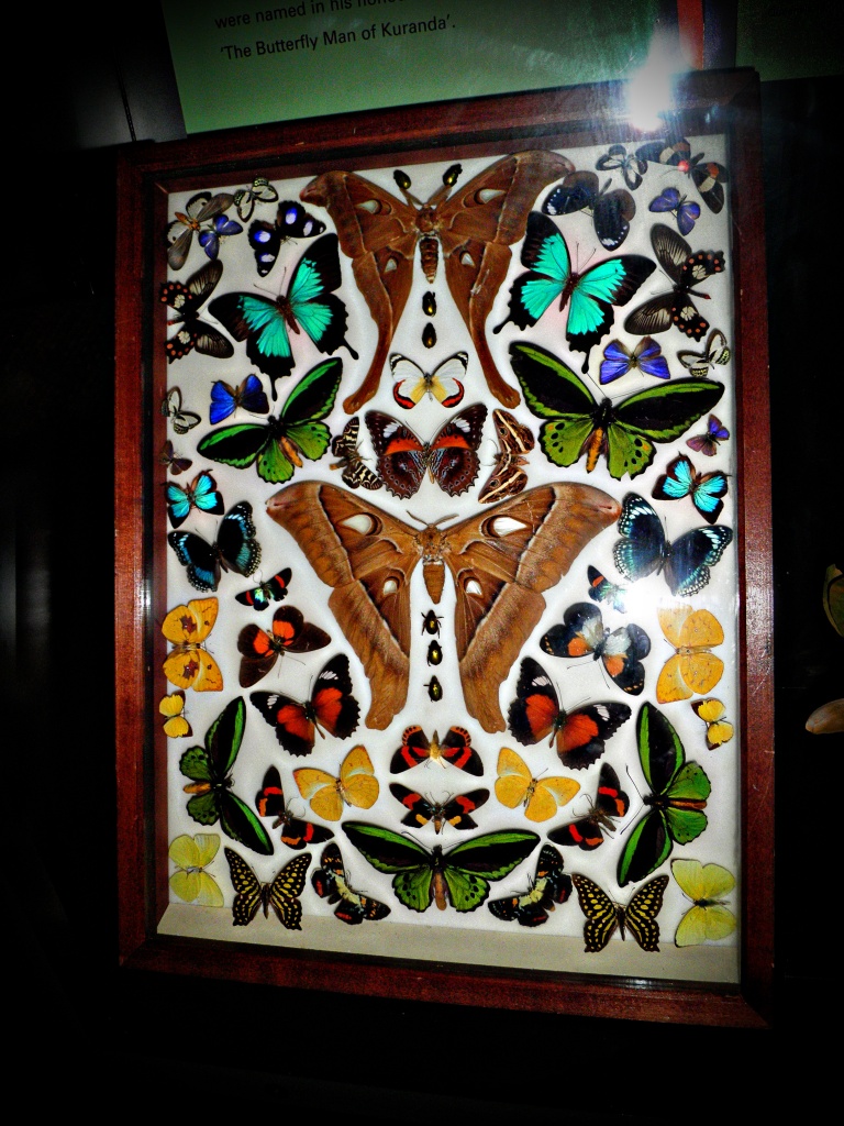 Butterfly Man of Kuranda's Butterflies by corymbia