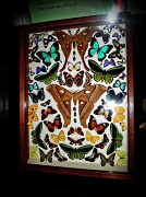 5th Jul 2011 - Butterfly Man of Kuranda's Butterflies