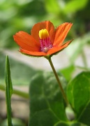 10th Jul 2011 - tiny flower 2