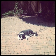 4th Jul 2011 - Sunbathing dog