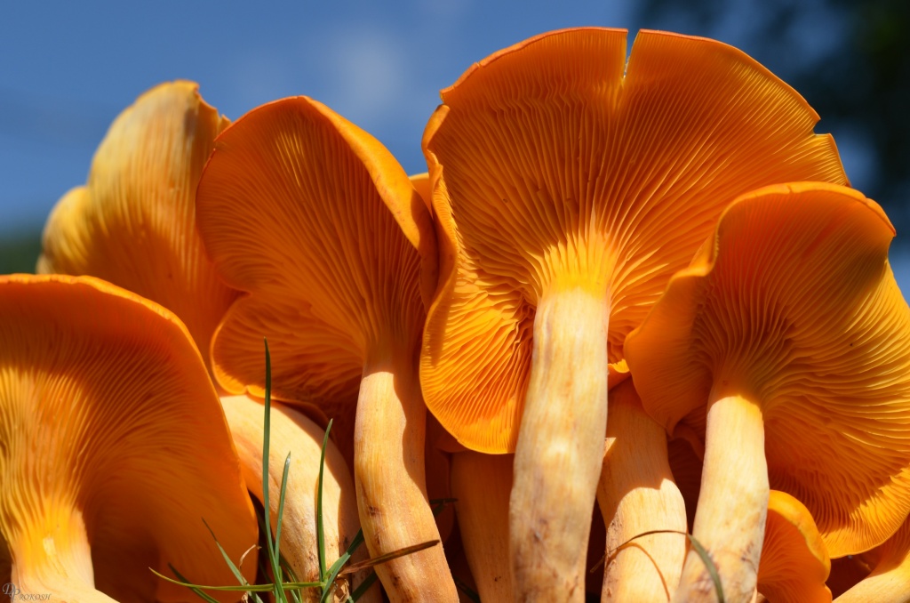 Flip side of the mushroom by dora