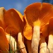Flip side of the mushroom by dora