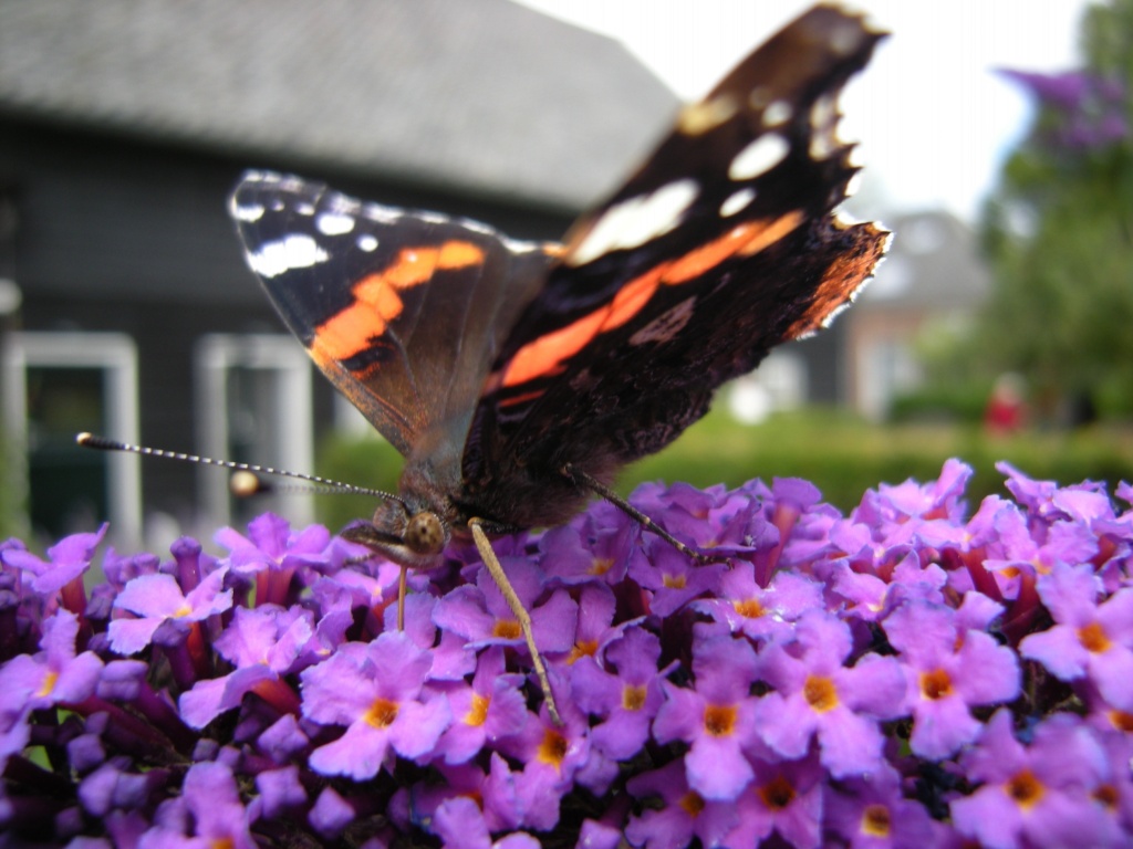 Summer, sun and butterflies by pyrrhula
