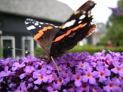 11th Jul 2011 - Summer, sun and butterflies