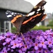 Summer, sun and butterflies by pyrrhula