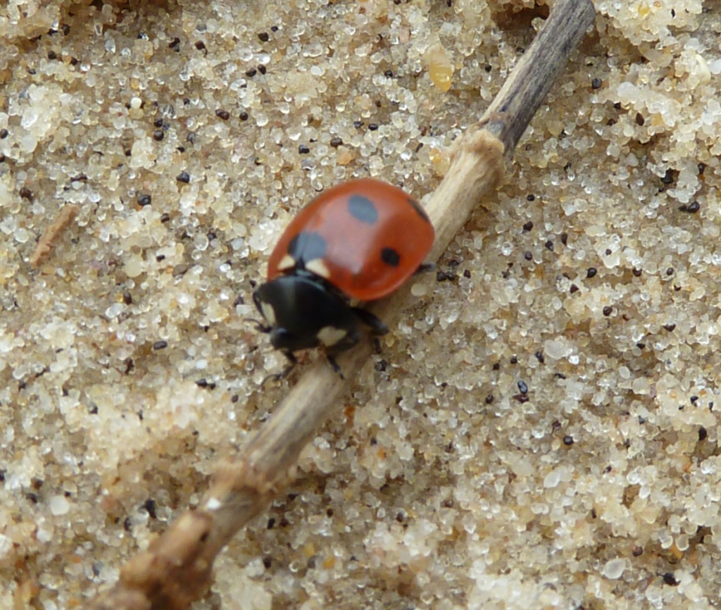 Ladybird at the beach by karendalling
