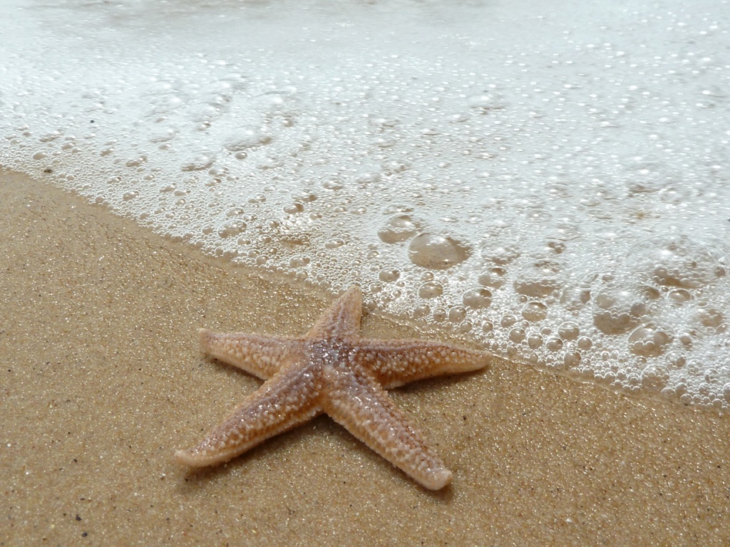 Starfish and sea by karendalling