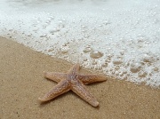 10th Jul 2011 - Starfish and sea