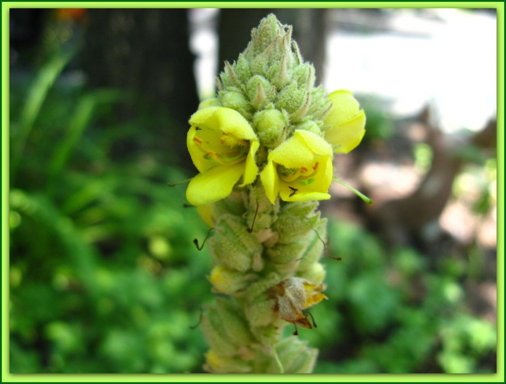 Common Mullein by olivetreeann
