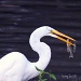 Egret Dangling Fish by grannysue