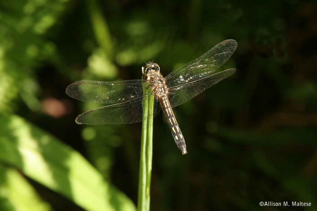 Dragonfly at the Pond by falcon11