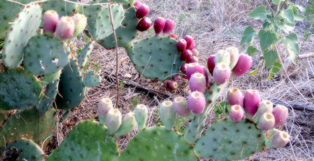 Prickly Pear Cactus by lisaconrad