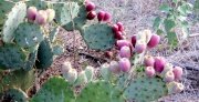 10th Jul 2011 - Prickly Pear Cactus