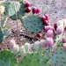 Prickly Pear Cactus by lisaconrad
