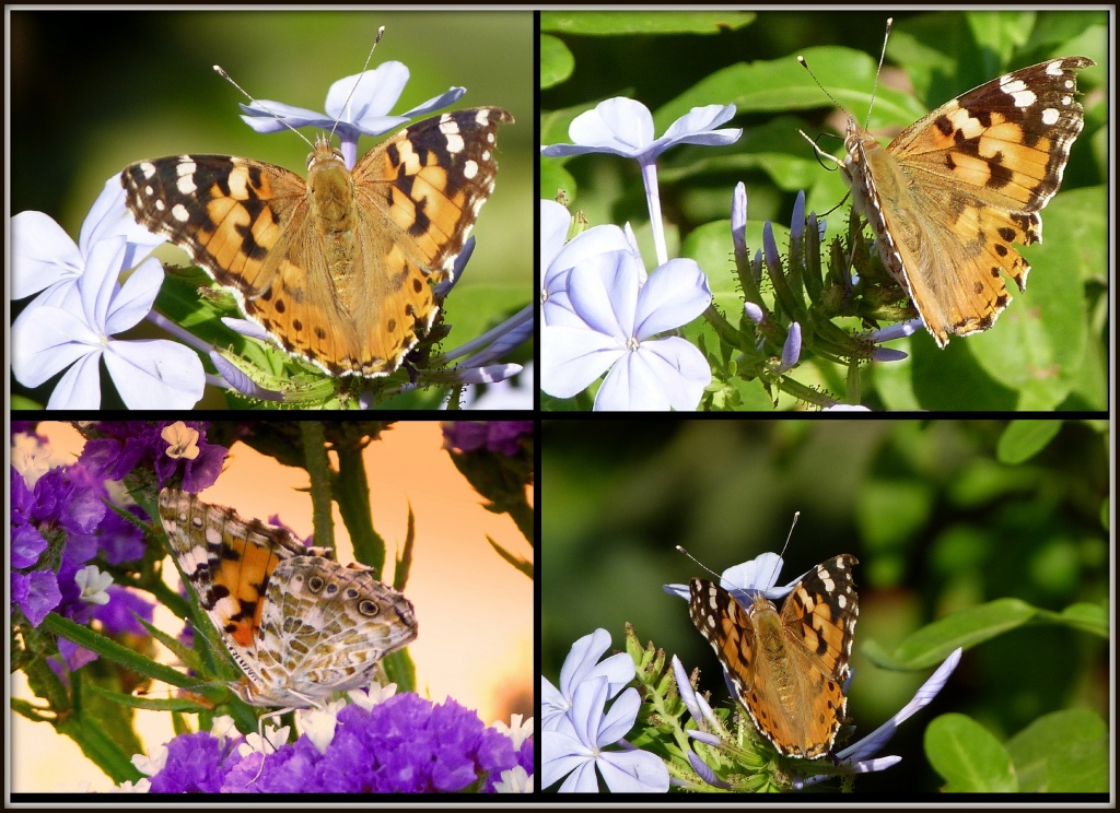 PAINTED LADY BUTTERFLY by sangwann