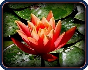 13th Jul 2011 - Water Lily