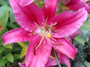 11th Jul 2011 - Lily and hoverfly?