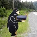 The Bear by sunnygreenwood