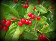 11th Jul 2011 - Tempting looking berries
