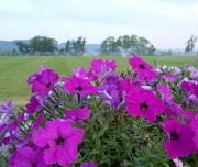 12th Jul 2011 - Purple petunias