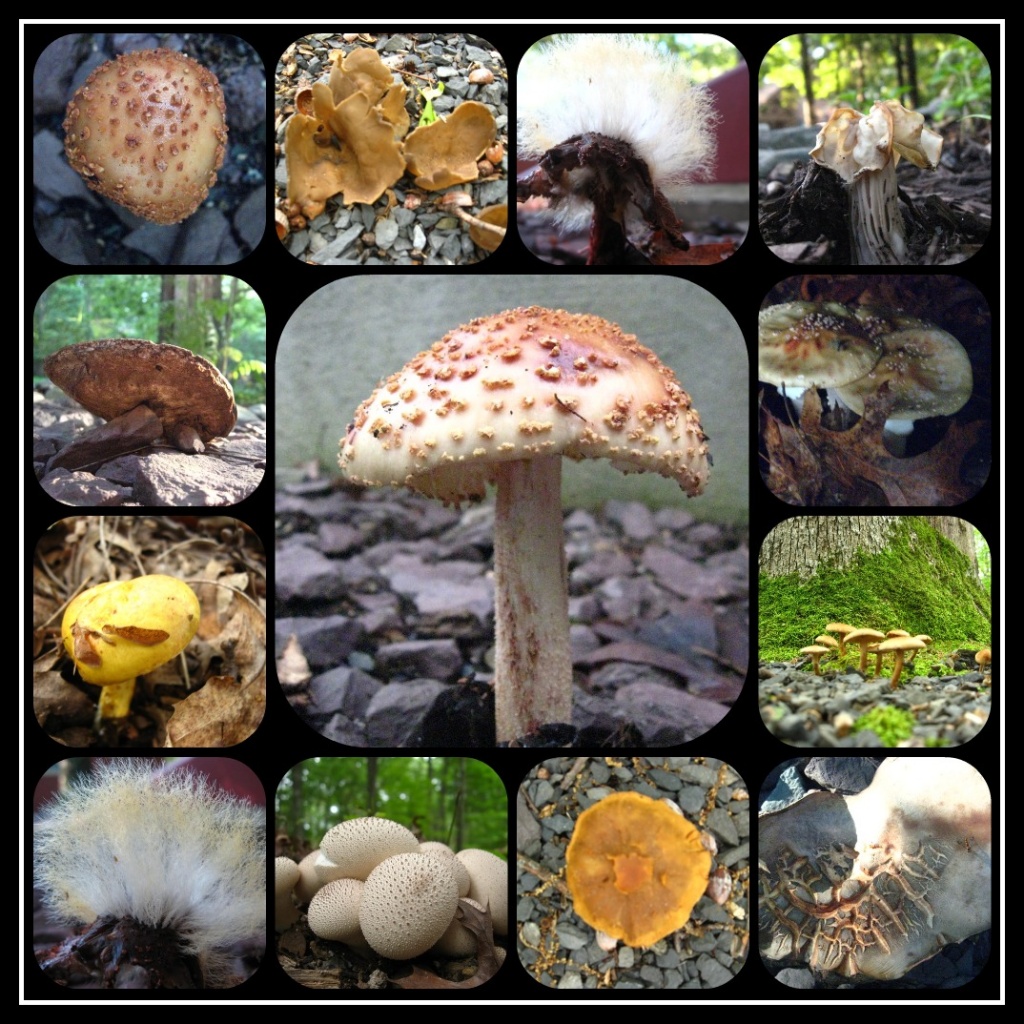 Myriads of Mushrooms! by olivetreeann