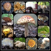 11th Jul 2011 - Myriads of Mushrooms!