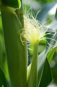 11th Jul 2011 - Baby Corn