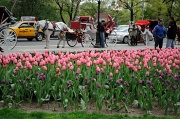 16th Apr 2010 - Tulips in New York