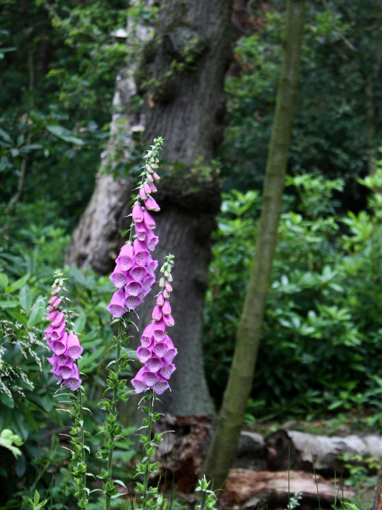 Foxgloves by natsnell