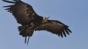 11th Jul 2011 - Vulture