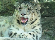 12th Jul 2011 - The snow leopard.