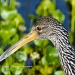 Limpkin by twofunlabs