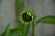 10th Jul 2011 - Echinacea