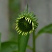 Echinacea by dora