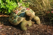 9th Jul 2011 - Turquoise Tortoise