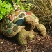 Turquoise Tortoise by ldedear