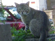 9th Jul 2011 - Neighborhood Cat