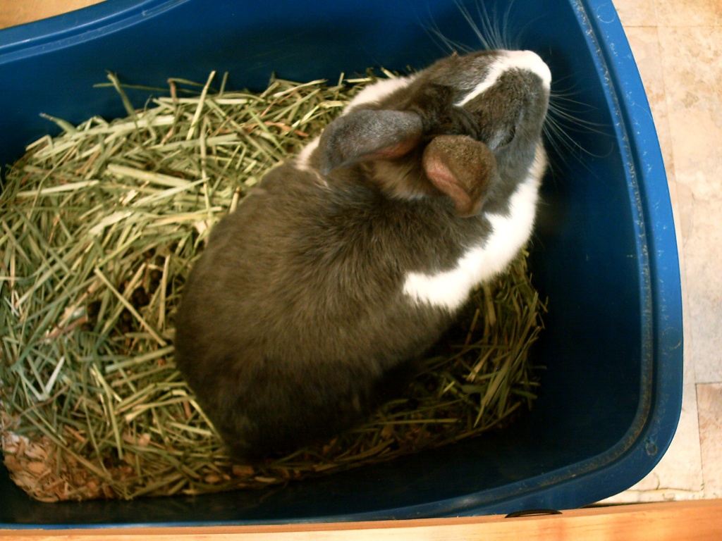 Animall Adoption Center Lola Bunny 7.12.11  by sfeldphotos