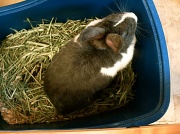 12th Jul 2011 - Animall Adoption Center Lola Bunny 7.12.11 
