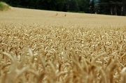 10th Jul 2011 - Just for fun: In the wheat field