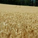 Just for fun: In the wheat field by parisouailleurs