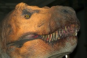 12th Jul 2011 - Tyrannasaurus Rex