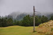 12th Jul 2011 - Misty Golf Day